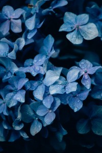 hortensia azul